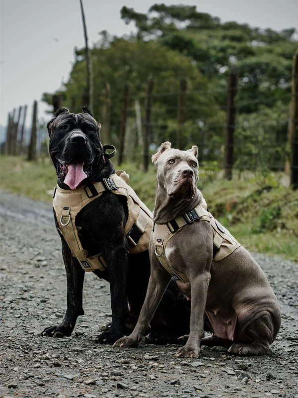 Bandogs3 Entrenamiento Canino