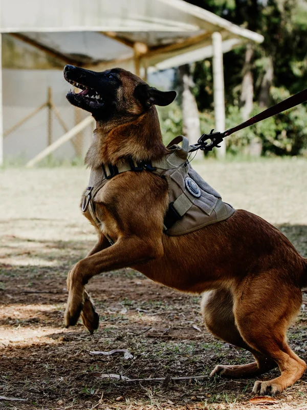 Jaeli Entrenamiento Canino