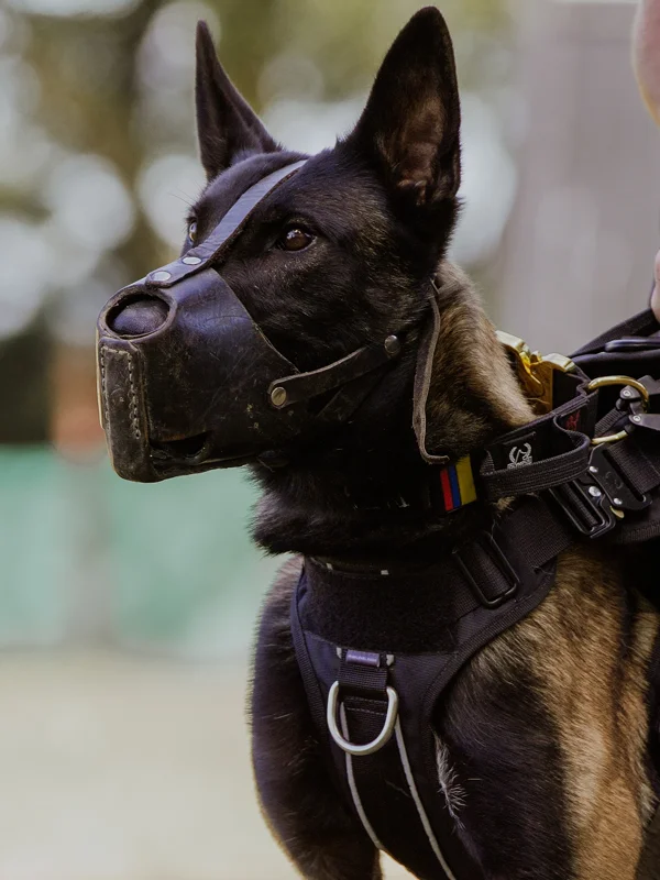 Lio Entrenamiento Canino