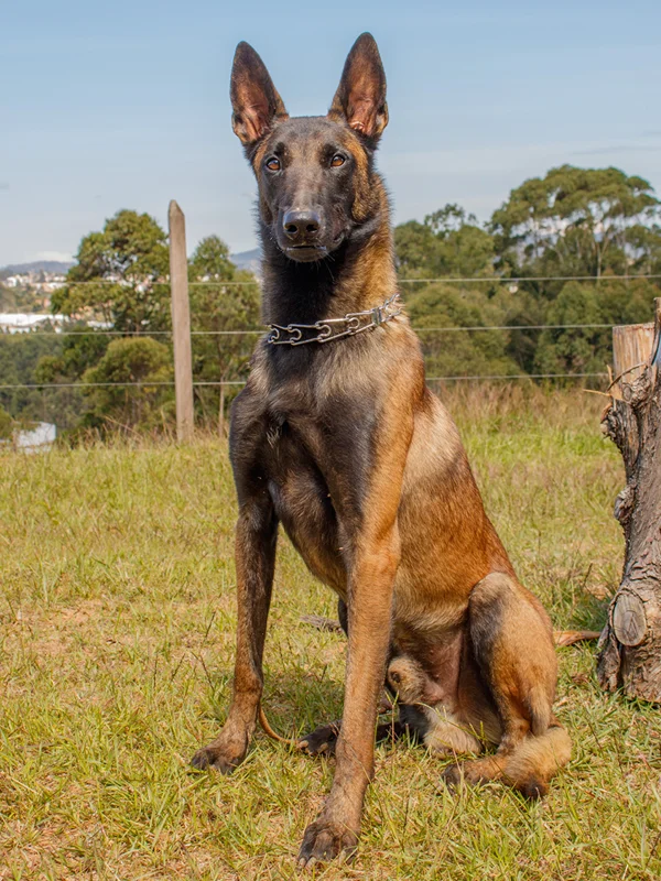 Marcus2 Entrenamiento Canino