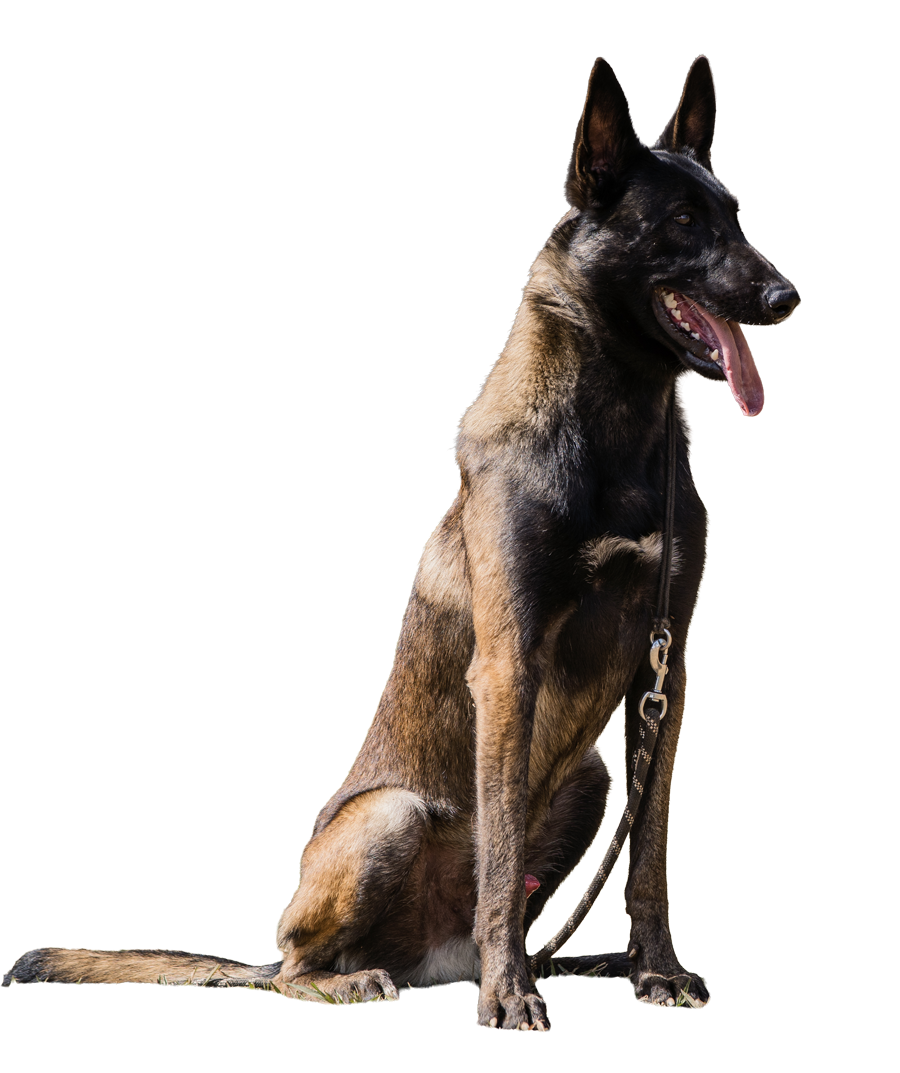 elite protection dogs for sale